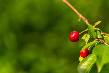 Gün ışığından yararlanma tarafında bir kırmızı kiraz ayakta