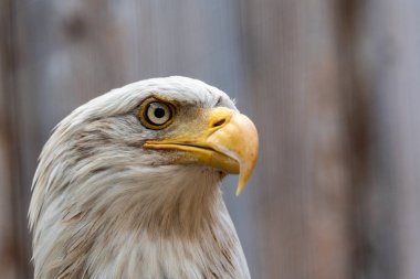 Bir makro yan arıyor bir kel kartal