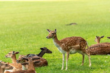 Açık kahverengi bir ayakta ve yan arıyorum