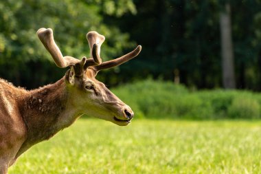 Tarafına bakarak bir geyik potrait