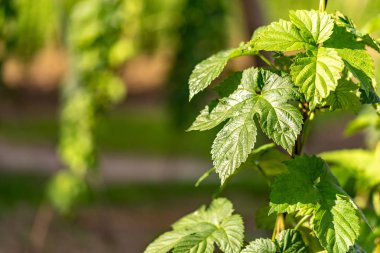 Arka planda bir yolu ile güneşli bir günde bir hop bitkinin yaprak