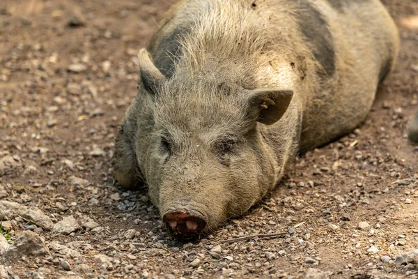 A potrait of a pig which is sleeping in calm