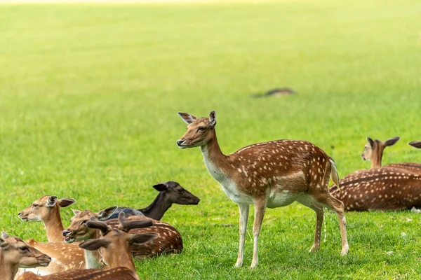 Açık kahverengi bir ayakta ve yan arıyorum