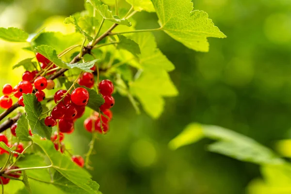 Bazı redcurrants güneş ışığı, bir Bush