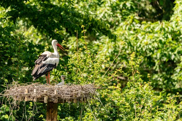 Uma Cegonha Seu Ninho Com Sua Criança Faminta — Fotografia de Stock