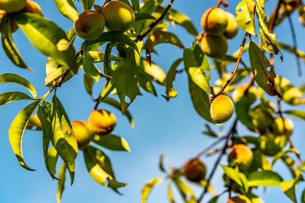 A hairy peach hanging down a peach tree