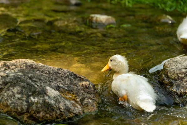 A small peking duck trying to swim against the stream