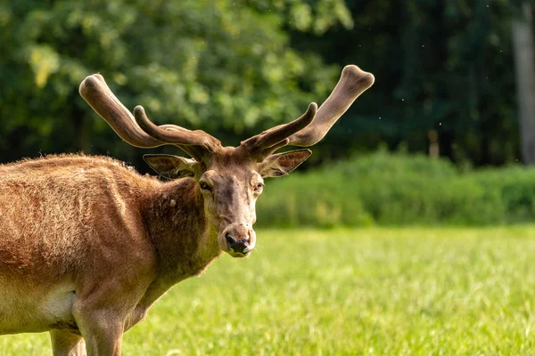 Önünde arıyorsunuz bir geyik potrait