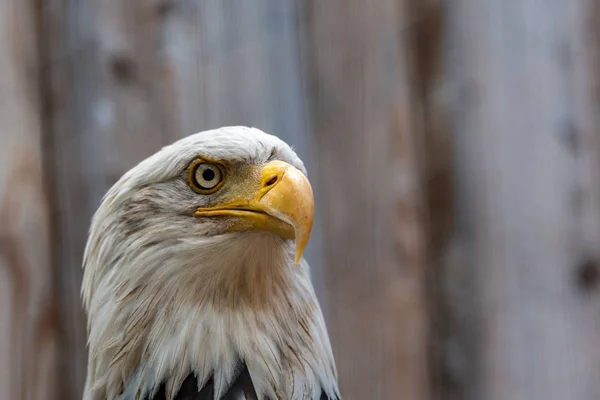 Potrait Bald Eagle Który Szuka Stronie — Zdjęcie stockowe