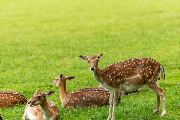 Açık kahverengi bir ayakta ve yan arıyorum