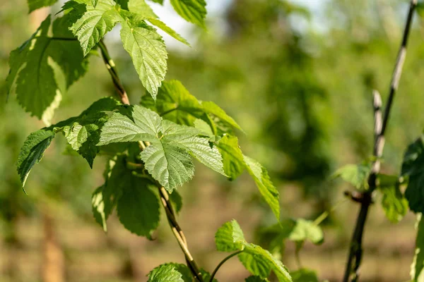 A leaf of a hop plant with sunbeams on a hop plantation