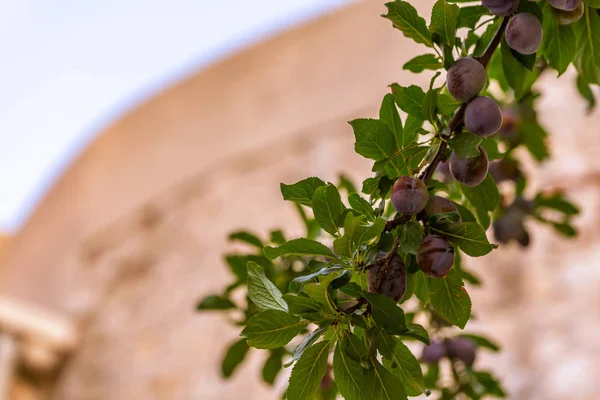 Gün ışığı sulu bazı avucunda Macrophoto