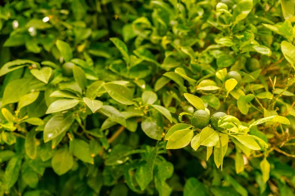 Gün ışığı üzerinde yeşil bazı sulu limon Macrophoto
