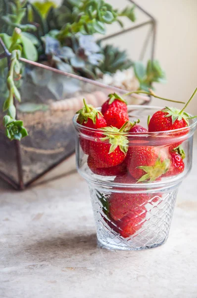 Strawberries in a glass cup on a background of succulents — Stock Photo, Image