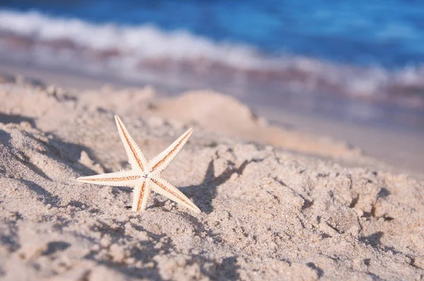 Морские звезды на песке у берега моря — стоковое фото