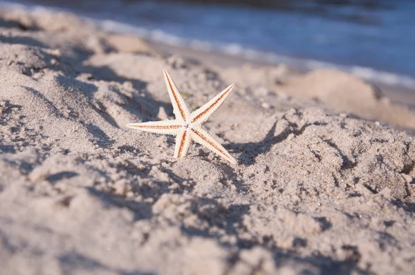 Starfish on the sand near the sea shore — Stock Photo, Image