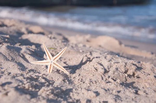 Starfish on the sand near the sea shore — Stock Photo, Image