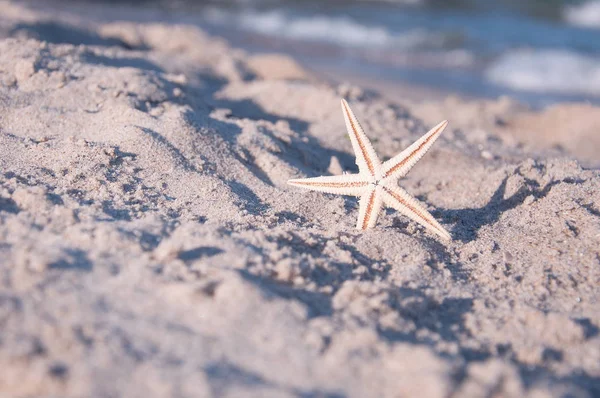 Starfish on the sand near the sea shore — Stock Photo, Image