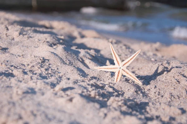 Starfish on the sand near the sea shore — Stock Photo, Image