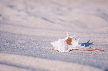 deniz kabuğu sarı kum üzerinde yalan