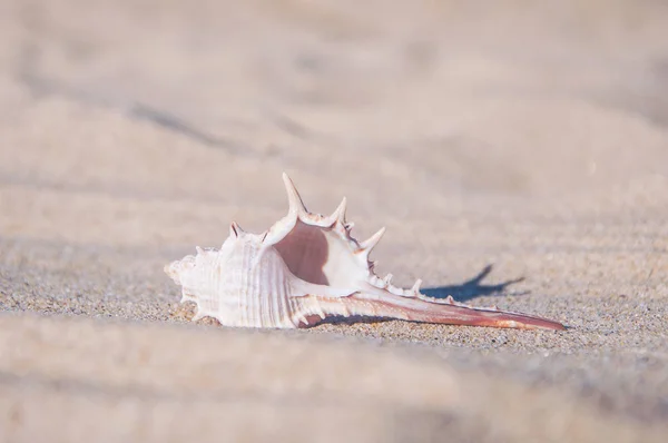 Seashell lying on yellow sand — Stock Photo, Image