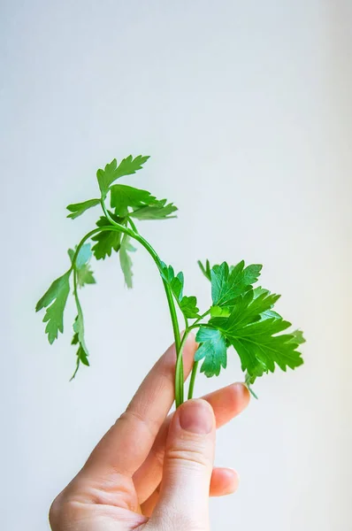 Parsley Woman Hand — Stock Photo, Image