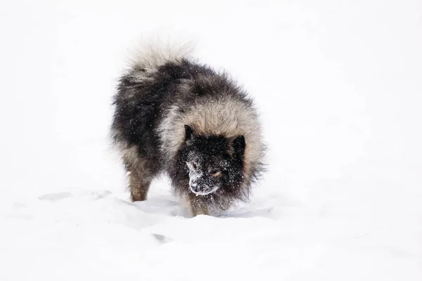 Keeshond no inverno na neve — Fotografia de Stock