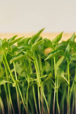 Fidan kaplı zemin biber lahanası