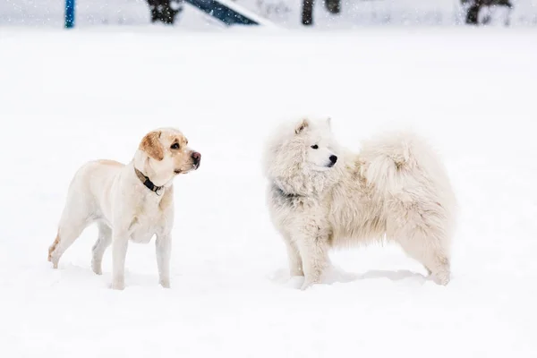 İki safkan Samoyed köpek ve a Labrador geri almak — Stok fotoğraf