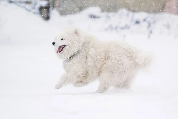 一只美丽的狗萨摩耶在雪地里奔跑 — 图库照片
