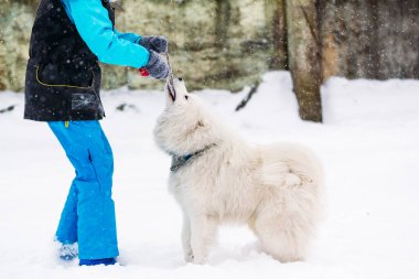 Güzel bir samoyed köpek bir kızla kışın çalış.