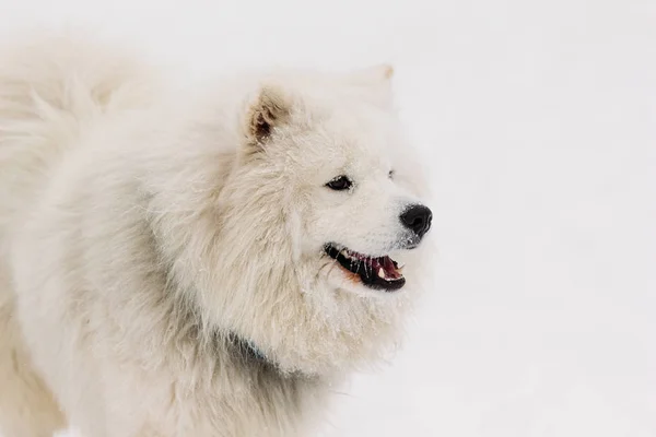 Um belo retrato de um cão samoyede — Fotografia de Stock