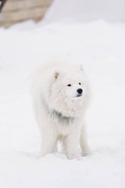 Köpek Samoyed kar üzerinde duruyor