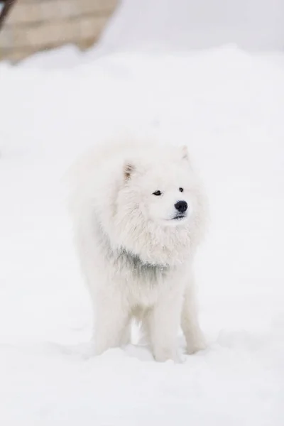 Pes samojed stojí na sněhu — Stock fotografie