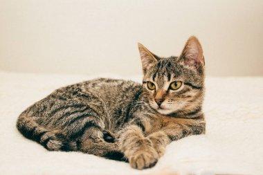 Kedi bej rengi bir yatağa yatıyor