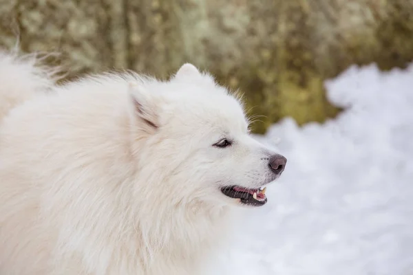 Samoyed cão focinho de perto — Fotografia de Stock