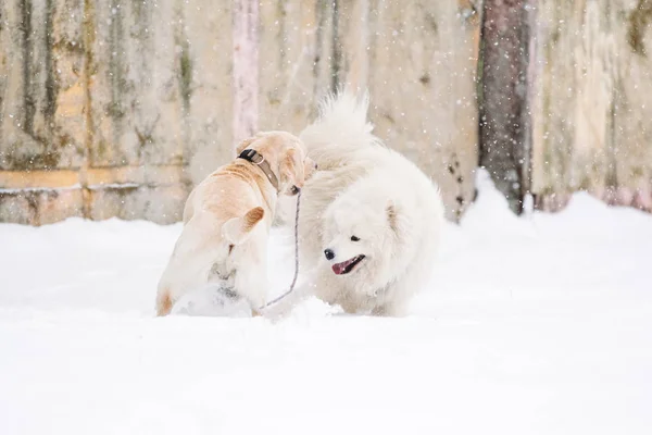 Cães da raça Samoyed e Labrador no inverno — Fotografia de Stock