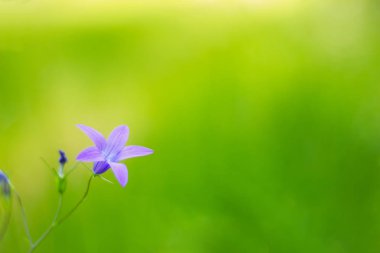 Güzel bud çan çiçeği
