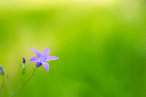 Vacker knopp blomklocka — Stockfoto