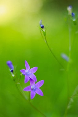 Çayır çiçek çan yeşil zemin üzerine