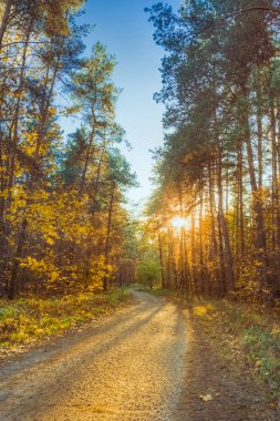 Bir yol ile bir çam ormanı içinde sonbahar manzara