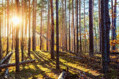Ormandaki çam ağaçları arasında gün batımında sonbahar manzara