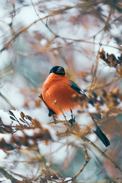 Krásný pták prsu Hýl červené v přírodě — Stock fotografie