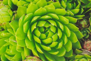 Bir taş gül çiçek üstten görünüm