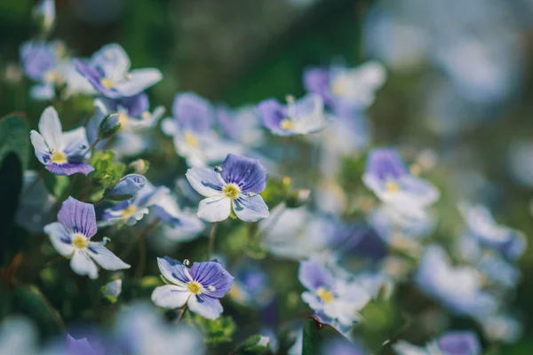 Latar belakang indah dengan bunga Veronica filiformis — Stok Foto