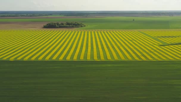 Zielone piękne pola Białorusi z kwitnących gwałtów. Widok z wysokości — Wideo stockowe