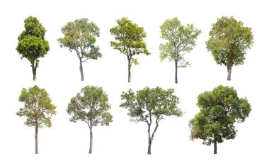 Beyaz arka plan üzerinde izole ağaçlar koleksiyonu. Güzel ağaçlar Tayland. Mimari tasarım veya dekorasyon iş kullanım için uygundur. Yazdırma ve Web sitesi hem doğal makale ile kullanılan.