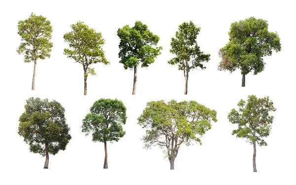 Sbírka Izolovaných Stromů Bílém Pozadí Krásné Stromy Thajska Vhodné Pro — Stock fotografie