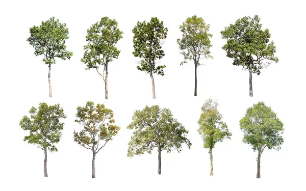 Sbírka Izolovaných Stromů Bílém Pozadí Krásné Stromy Thajska Vhodné Pro — Stock fotografie