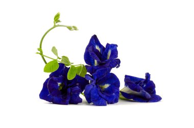 Kelebek bezelye çiçek beyaz arka planda Izole, Clitoria ternatea L.